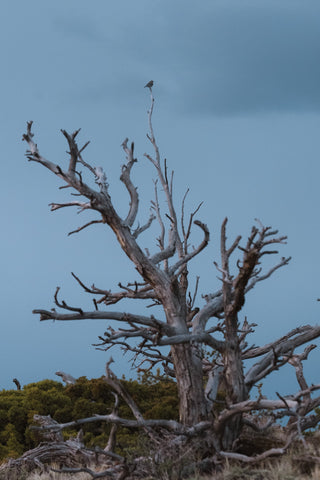 A large weathered dead tree with bare branches with a bird on top stands against a cloudy blue sky, with low green shrubs along the bottom edge.